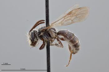 Media type: image;   Entomology 771537 Aspect: habitus lateral view